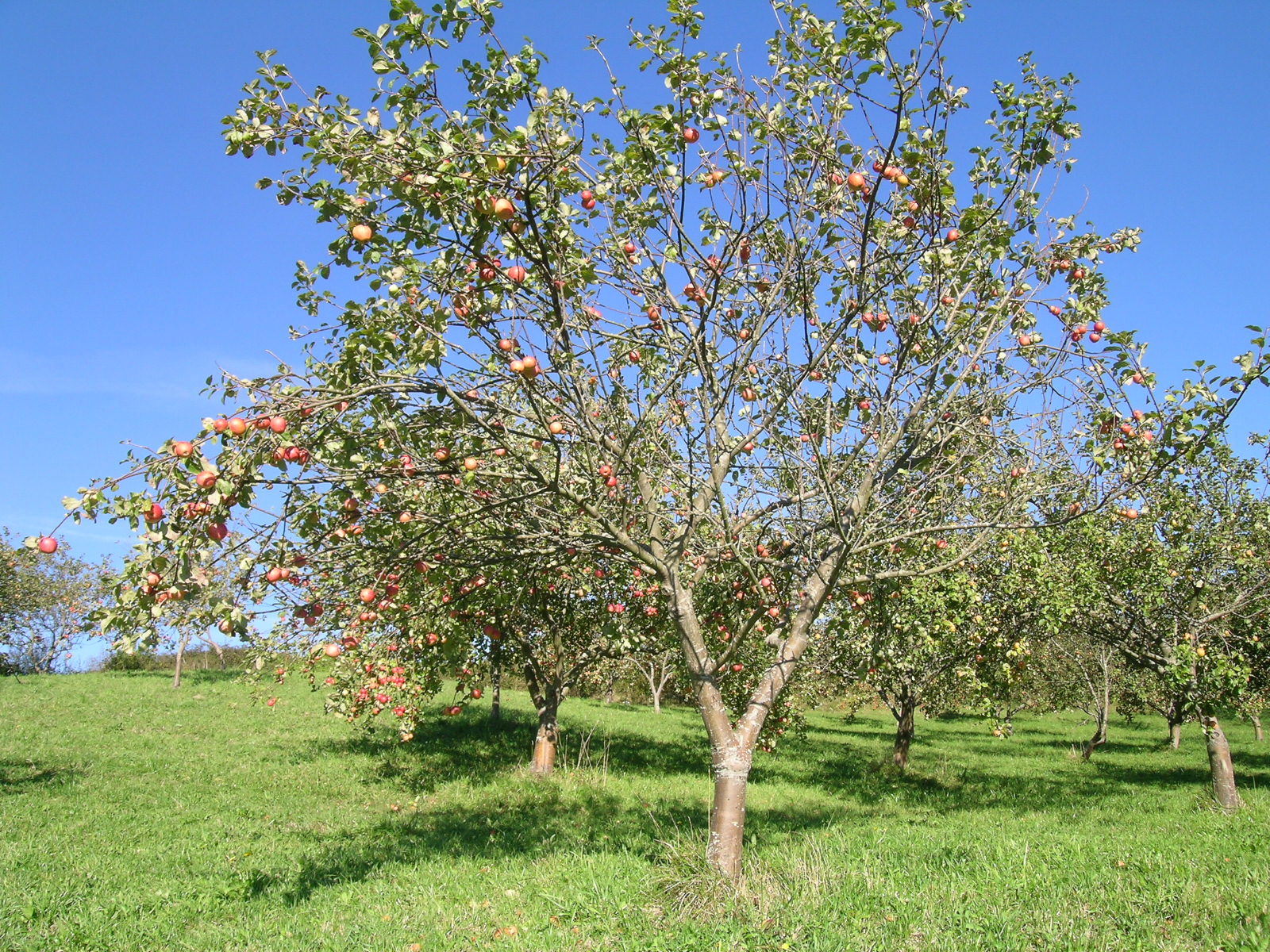 Pomarada en octubre