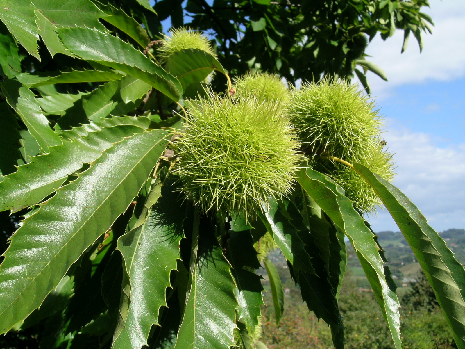 Fruto del castaño